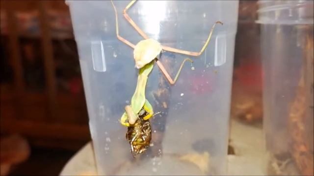 Богомолы в столовке  Артурка растёт. Mantis eat.