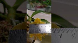 Phalaenopsis Mituo Golden Tiger 'Yellow Dragon'