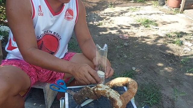 step by step grafting of bougainvillea root смотреть онлайн