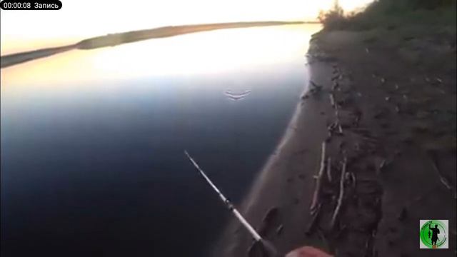 атака щуки на лягушку #shortvideo смотреть онлайн