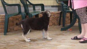 Щенки ВЕО п-к "Войско Арагорна", 2 месяца