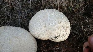 Гриб головач. (продолжение).