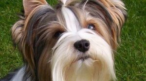 Похожа на игрушку, милая и очаровательная порода собак с ватной шерстью. Бивер-йоркширский терьер.