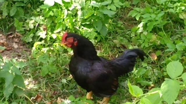 Молодой петух учится кукарекать смотреть онлайн