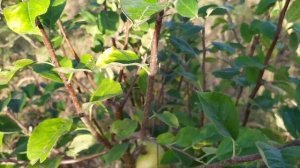 Яблоня Опал