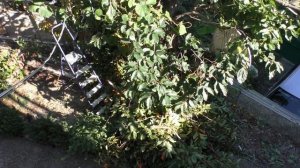 Хурма восточная Джиро,сбор.