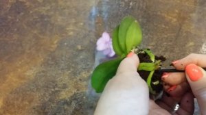 03.07.2020.мини ОРХИДЕЯ Lieke из Леруа Мерлен. Открытая система..