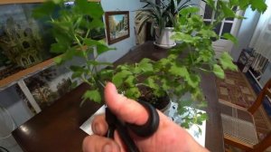 Уход за геранью