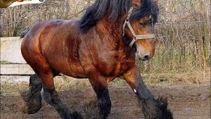 Породы лошадей! Арден! (бельгийский тяжеловоз)