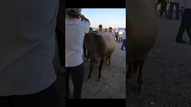 Голланд Моллар Хавас Килади Бу Бозорни Каранг!