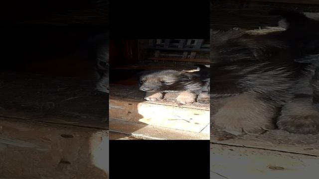 Песики