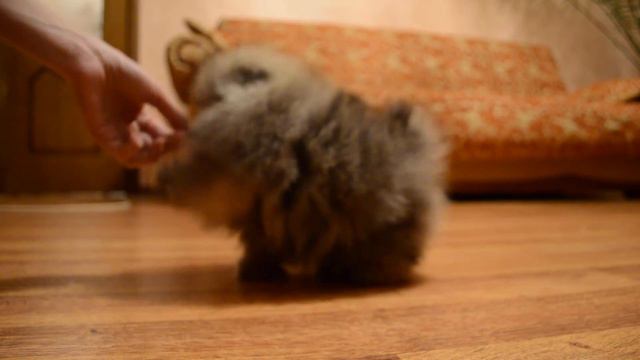 Померанский шпиц Тадеуш Тео из Страйд Ап. 2,5 мес