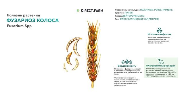 Фузариоз колоса. Борьба с болезнью пшеницы