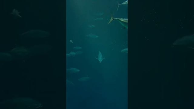 Tuna fish at Monterey bay  #aquarium #fish #ocean #pacific #tuna #california #travel #adventure #se