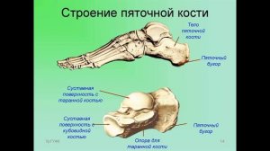Влияние стопы на состояние здоровья человека Григорий Крутов Германия
