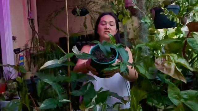 My 10+ variety of Syngonium Plant collection & Care tips! // Marizel Mascariña смотреть онлайн