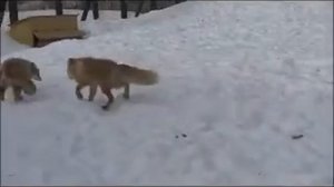 Лисицы трахаются очень прикольно