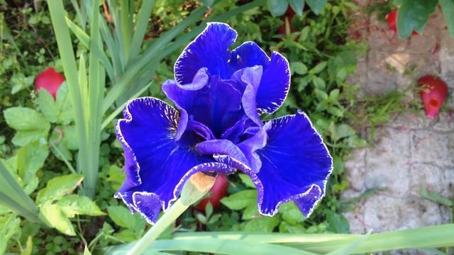 Ирис сибирский Силберкауте смотреть онлайн