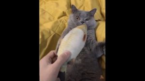 Смешное Видео Кошек И Собак ? ? #30