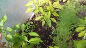 В теплицу,огурцы и перцы.АРБУЗ и ДЫНИ.