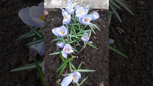 Крокусы . Шафран