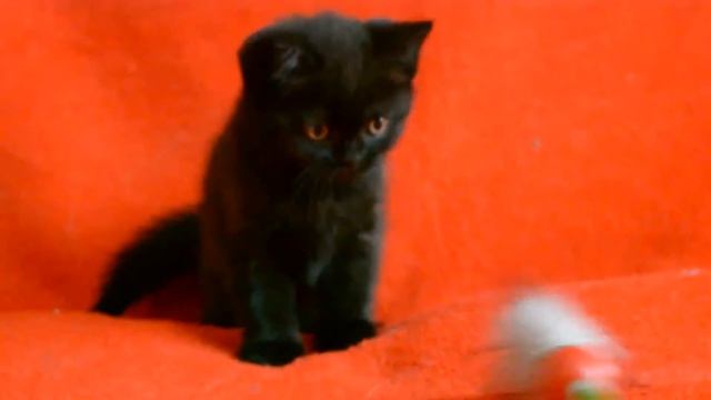 Котята для Вас! Шотландские прямоухие котята черного окраса.