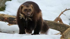 ПИТБУЛЬ против РОСОМАХИ КТО СИЛЬНЕЕ бойцовская собака или дикое животное