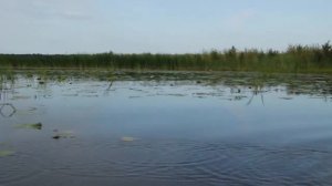 Рыбалка в Ленинградской области. Большое раковое озеро.