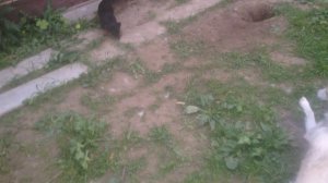 Лайка против ягдтерьера