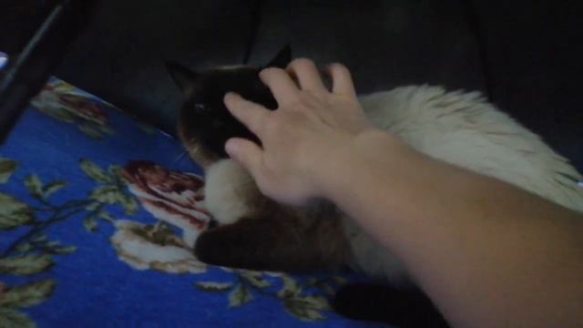 Сиамский кот - Медвежонок под зонтом смотреть онлайн