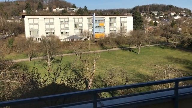 DogVlog: расчесывание, прогулка, кормление?Йоркширские терьеры смотреть онлайн