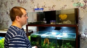 Мои новые аквариумы, аквариум с сампом, разведение и содержание дафнии, тетраселмиса!