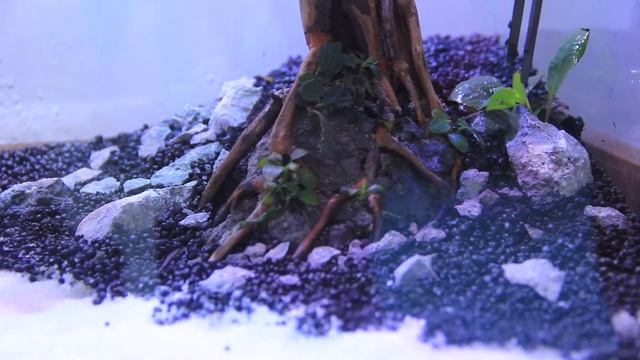 Amazing Bonsai Aquascape with Bucephalandra Mini смотреть онлайн