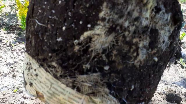 Как лучше посадить розу. смотреть онлайн