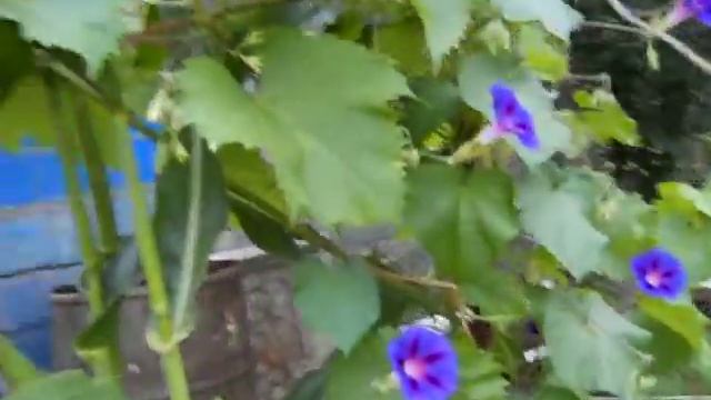 шмель собирает пыльцу смотреть онлайн