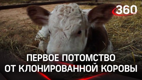 Впервые в России: потомство от клонированной коровы