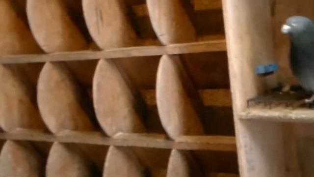 12 января 2019 года самые крупные голуби по питомнику. смотреть онлайн