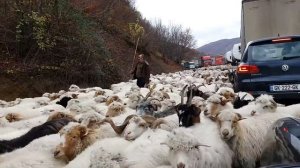 Перегон овец. Жинвали. Грузия