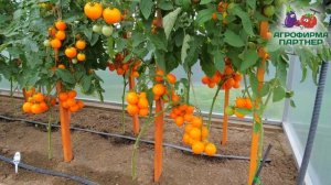 СУПЕРНОВИНКА! ТОМАТ ЯНТАРНАЯ КАПЛЯ