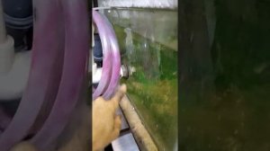 Опасна ли медь для австралийского рака!!!