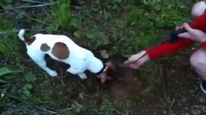 Охота на хомяка
