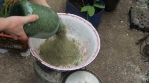 Ряска самый выгодный и полезный корм для кур несушек.