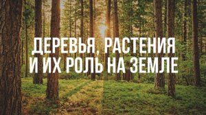 Деревья, растения и их роль на Земле (ченнелинг)