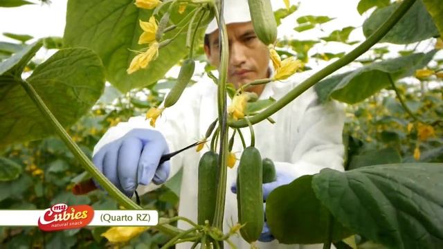 My Cubies смотреть онлайн