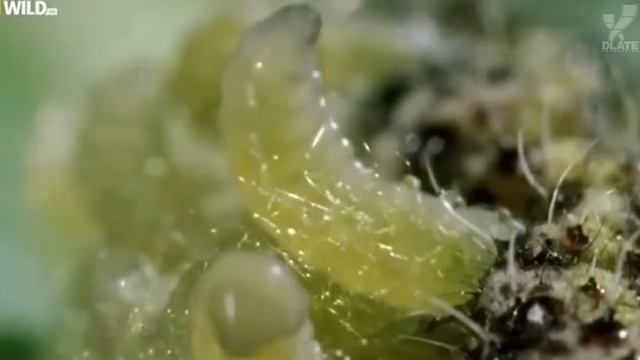 [ТОП] 5 теорий зомби: прототипы и объяснения смотреть онлайн