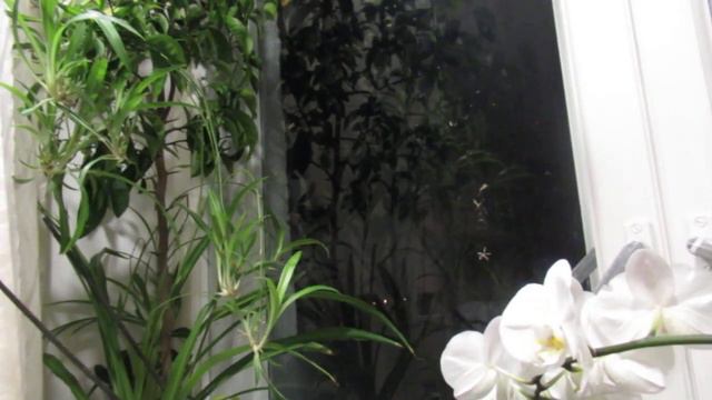 Дева смотреть онлайн