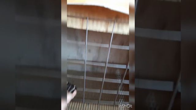 Мечты сбываются!!! Домики для цыплят за 4 дня... смотреть онлайн