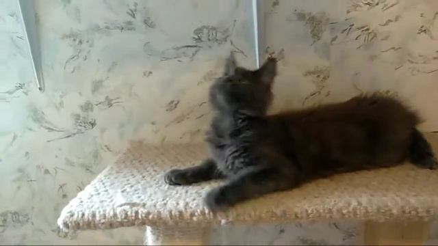 Forest Yeti Wasilisa 3,5 месяца 2 смотреть онлайн