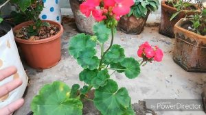 Beautiful Winter plant Geranium Plant In hindi.