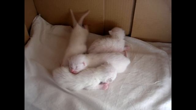 Котята одни на 3-й, 7-й и 10-й день. Смотрите до конца! Тайские кошки - это чудо! Funny Cats смотреть онлайн